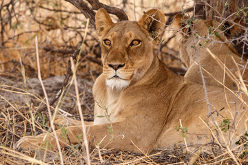 Fototapeta na wymiar Lion - Okavango Delta - Moremi N.P.