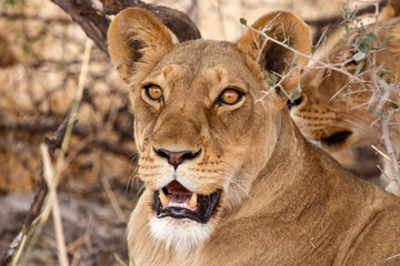 Lion - Okavango Delta - Moremi N.P.