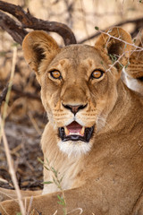 Lion - Okavango Delta - Moremi N.P.