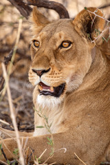 Lion - Okavango Delta - Moremi N.P.