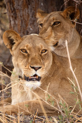 Lion Wearing Radio Collar - Okavango Delta - Moremi N.P.