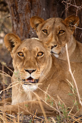 Obraz na płótnie Canvas Lion - Okavango Delta - Moremi N.P.