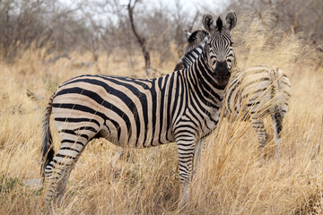 Fototapeta na wymiar Zebra - Okavango Delta - Moremi N.P.