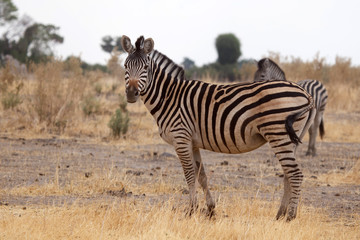 Fototapeta na wymiar Zebra - Okavango Delta - Moremi N.P.