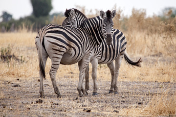Zebra - Okavango Delta - Moremi N.P.