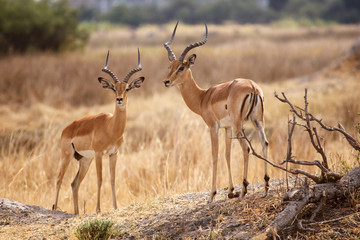 Naklejka premium Impala - Okavango Delta - Moremi N.P.