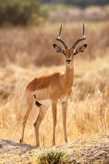 Impala - Okavango Delta - Moremi N.P.