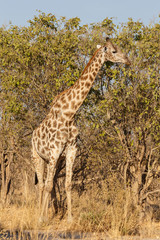 Giraffe at Okavango Delta - Moremi N.P.