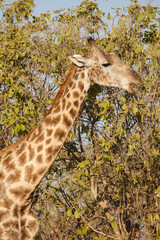 Giraffe at Okavango Delta - Moremi N.P.