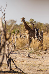 Giraffe at Okavango Delta - Moremi N.P.