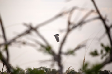 Okavango Delta - Moremi N.P.