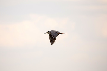 Okavango Delta - Moremi N.P.