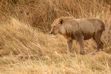 Lion - Okavango Delta - Moremi N.P.