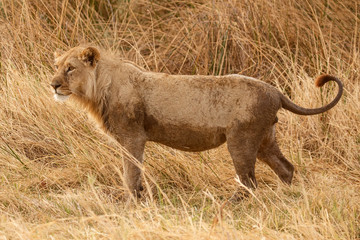 Lion - Okavango Delta - Moremi N.P.