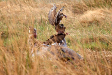 Dead Hippo - Okavango Delta - Moremi N.P.