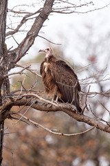Vulture - Okavango Delta - Moremi N.P.