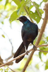 Meve's Longtailed Starling - Okavango Delta - Moremi N.P.