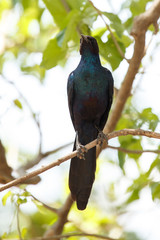Meve's Longtailed Starling - Okavango Delta - Moremi N.P.