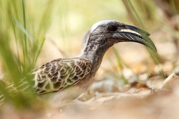 Okavango Delta - Moremi N.P.