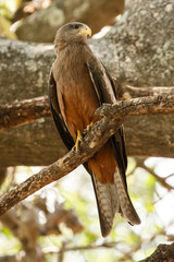 Yellow Billed Kite - Okavango Delta - Moremi N.P.