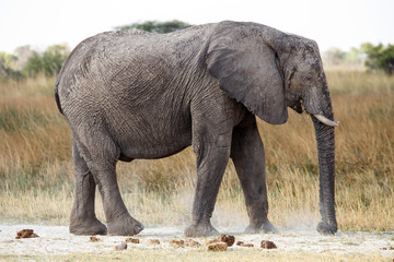 Elephant - Okavango Delta - Moremi N.P.