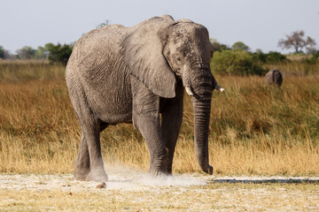 Obraz premium Elephant - Okavango Delta - Moremi N.P.