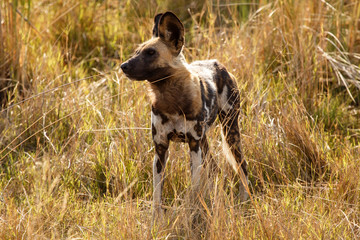 Wild Dog - Okavango Delta - Moremi N.P.