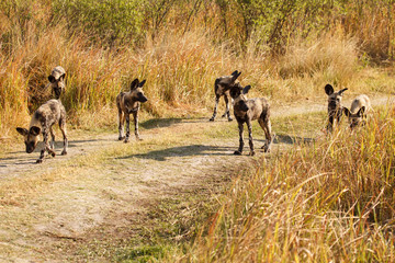 Wild Dog - Okavango Delta - Moremi N.P.