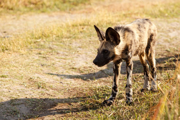 Wild Dog - Okavango Delta - Moremi N.P.