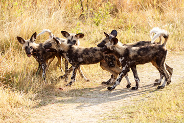 Wild Dog - Okavango Delta - Moremi N.P.