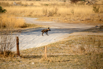 Wild Dog - Okavango Delta - Moremi N.P.