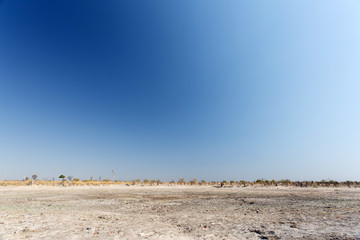 Fototapeta premium Okavango Delta - Moremi N.P.