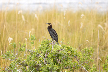 Okavango Delta, Africa