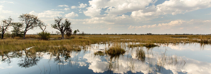 Okavango Delta, Africa - obrazy, fototapety, plakaty