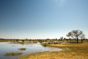 Okavango Delta, Africa
