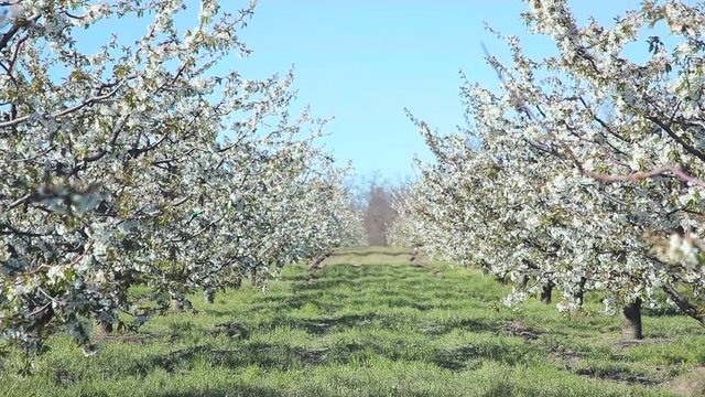 Beautiful blossoming cherry-tree garden