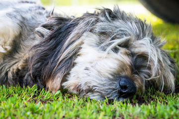 Naklejka na ściany i meble Muzzle of a dog sleeping on the grass