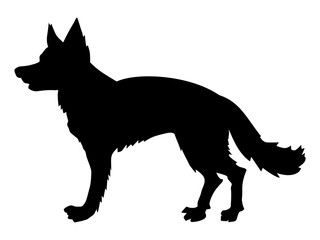 german shepherd