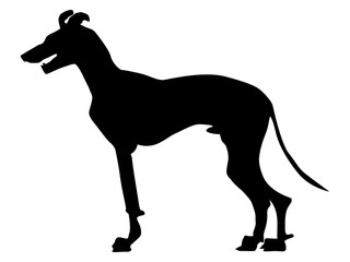 greyhound