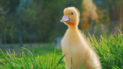Little cute yellow duckling on green grass