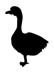 goose
