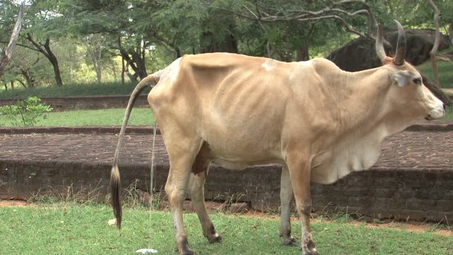 Cow peeing at Temple in Polonnaruwa, Sri Lanka