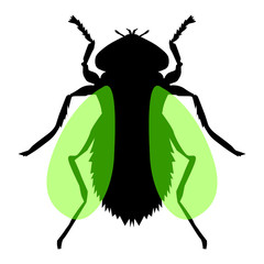 fly, insect