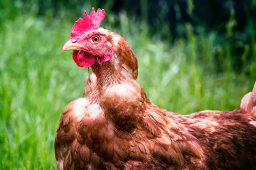 Chicken in the Grass on a Farm