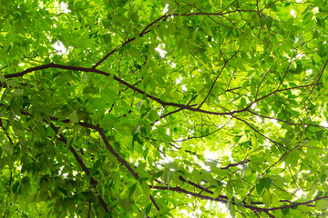 Sunshine leaking from one leaf