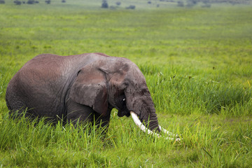 Naklejka na ściany i meble Old bull elephant Serengeti National Park Tanzania Africa 