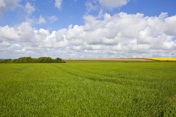 copse and wheat field