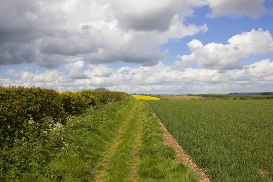 scenic bridleway with hedgerow