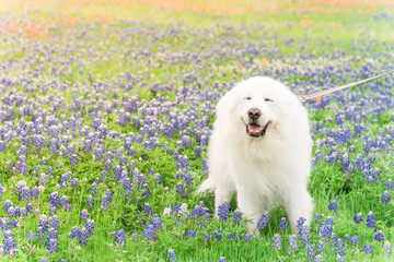 Portrait of a big fluffy white Great Pyrenees dog on Bluebonnet and Indian paintbrush field outside of Dallas, Texas, USA at springtime.Large dog breed with blooming wildflower. - Powered by Adobe