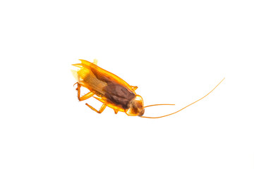 Cockroach
